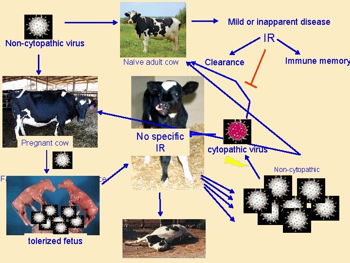 Mild or inapparent disease IR Non-cytopathic virus Naïve adult cow Pregnant cow No specific