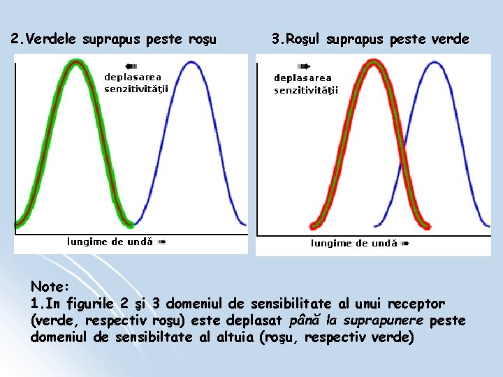 2. Verdele suprapus peste roşu 3. Roşul suprapus peste verde Note: 1. In figurile