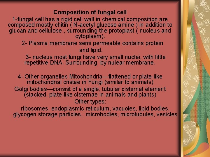 Composition of fungal cell 1 -fungal cell has a rigid cell wall in chemical