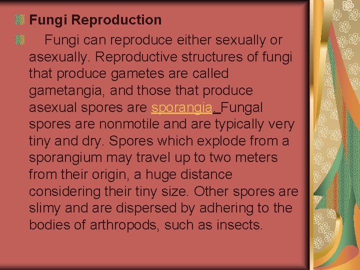 Fungi Reproduction Fungi can reproduce either sexually or asexually. Reproductive structures of fungi that