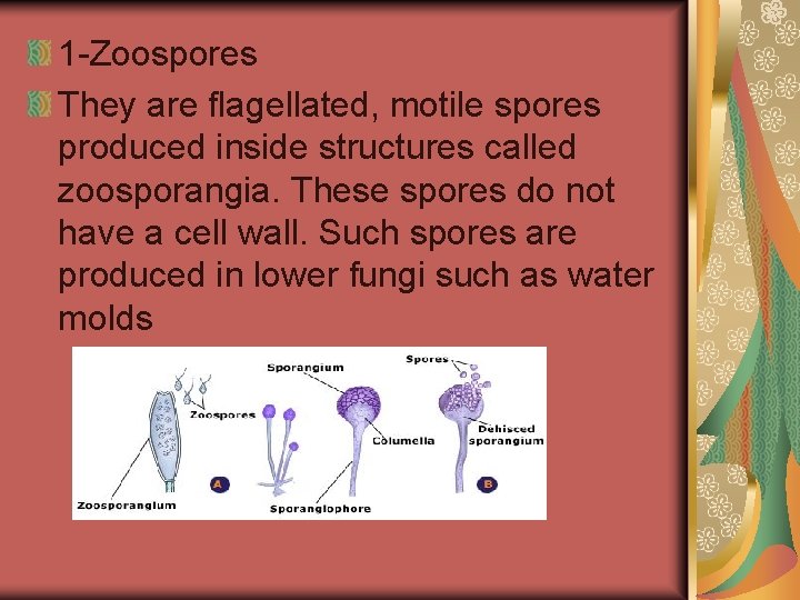 1 -Zoospores They are flagellated, motile spores produced inside structures called zoosporangia. These spores