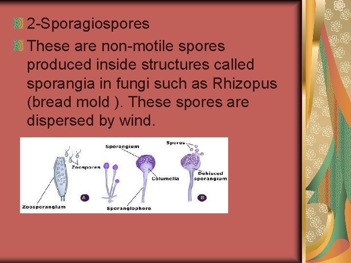 2 -Sporagiospores These are non-motile spores produced inside structures called sporangia in fungi such