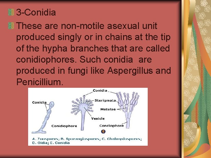3 -Conidia These are non-motile asexual unit produced singly or in chains at the