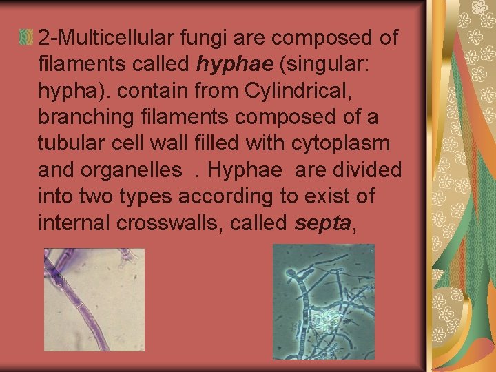 2 -Multicellular fungi are composed of filaments called hyphae (singular: hypha). contain from Cylindrical,