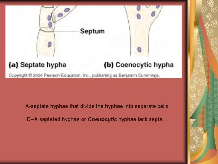  A-septate hyphae that divide the hyphae into separate cells B--A septated hyphae or