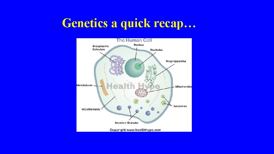 Genetics a quick recap… 