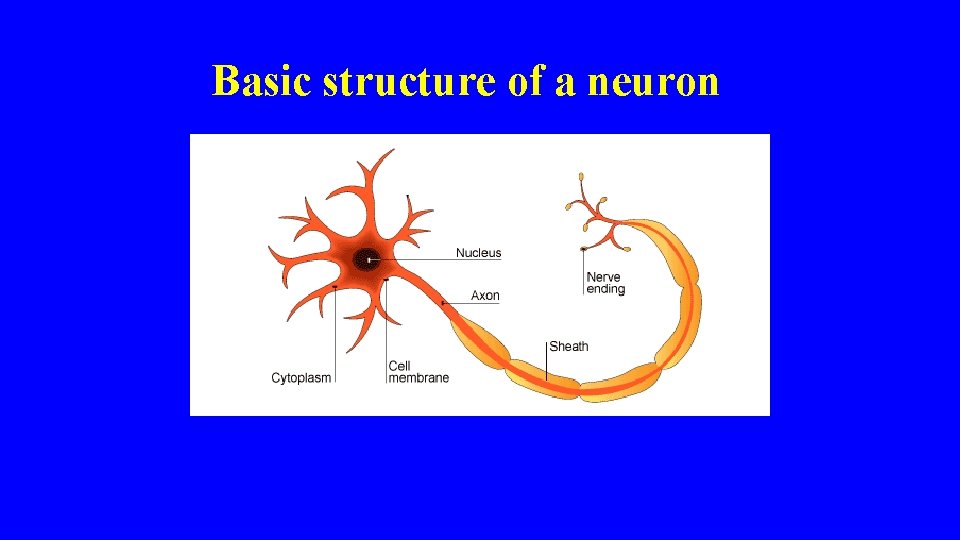  Basic structure of a neuron 