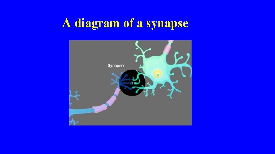 A diagram of a synapse 