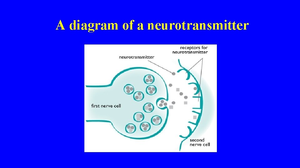  A diagram of a neurotransmitter 