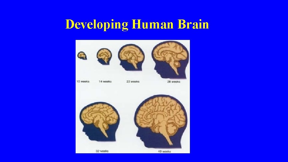 Developing Human Brain 