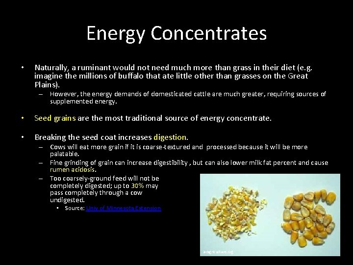 Energy Concentrates • Naturally, a ruminant would not need much more than grass in