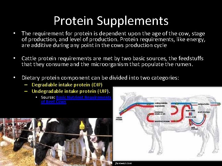 Protein Supplements • The requirement for protein is dependent upon the age of the