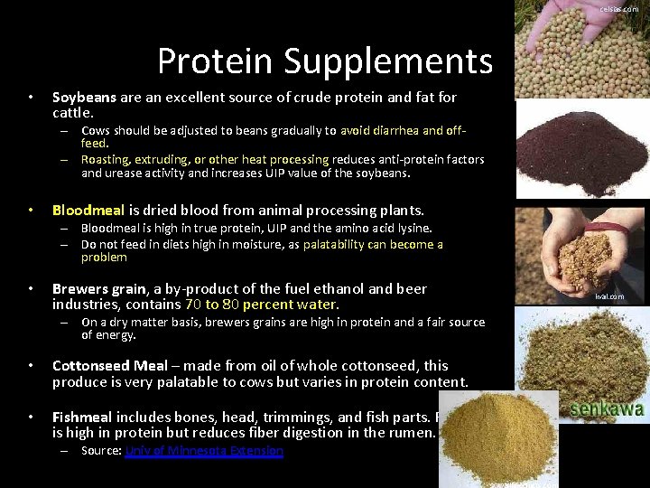 celsias. com Protein Supplements • Soybeans are an excellent source of crude protein and