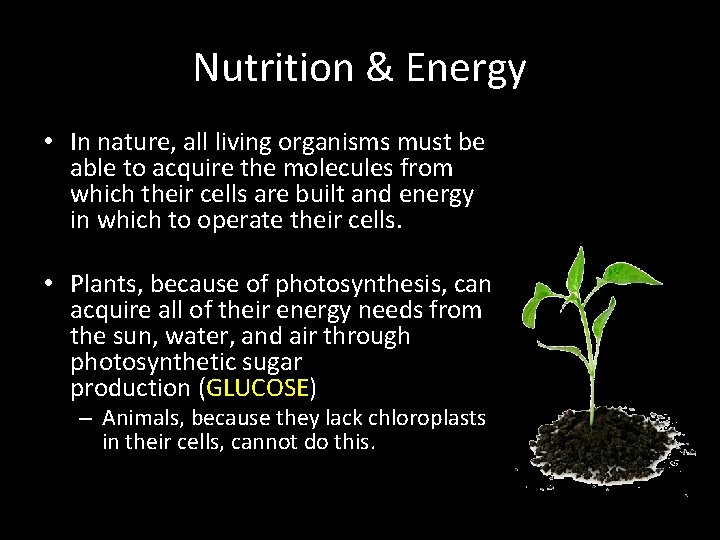 Nutrition & Energy • In nature, all living organisms must be able to acquire