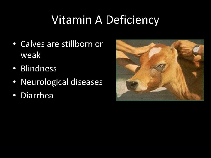 Vitamin A Deficiency • Calves are stillborn or weak • Blindness • Neurological diseases