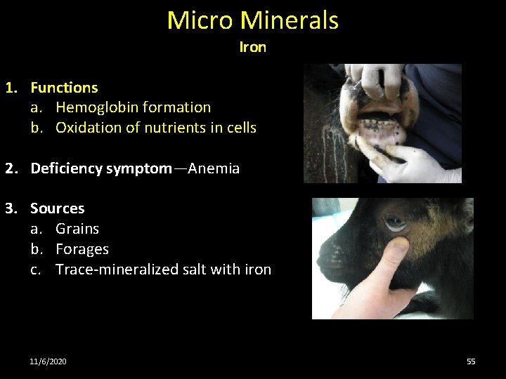 Micro Minerals Iron 1. Functions a. Hemoglobin formation b. Oxidation of nutrients in cells