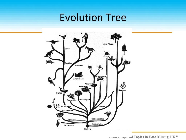 Evolution Tree CS 685 : Special Topics in Data Mining, UKY 