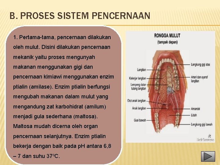 B. PROSES SISTEM PENCERNAAN 1. Pertama-tama, pencernaan dilakukan oleh mulut. Disini dilakukan pencernaan mekanik