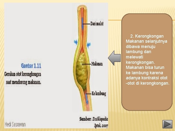 2. Kerongkongan Makanan selanjutnya dibawa menuju lambung dan melewati kerongkongan. Makanan bisa turun ke