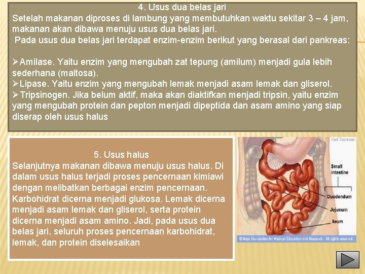 4. Usus dua belas jari Setelah makanan diproses di lambung yang membutuhkan waktu sekitar