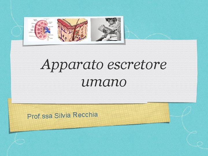 Apparato escretore umano Prof. ssa Silvia Recchia 