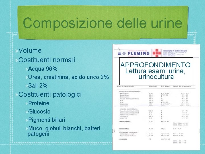 Composizione delle urine Volume Costituenti normali Acqua 96% Urea, creatinina, acido urico 2% Sali