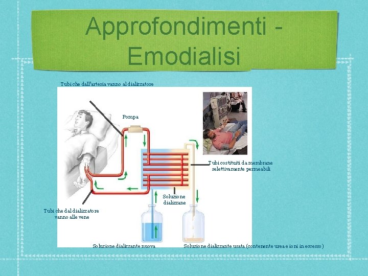 Approfondimenti Emodialisi Tubi che dall’arteria vanno al dializzatore Pompa Tubi costituiti da membrane selettivamente