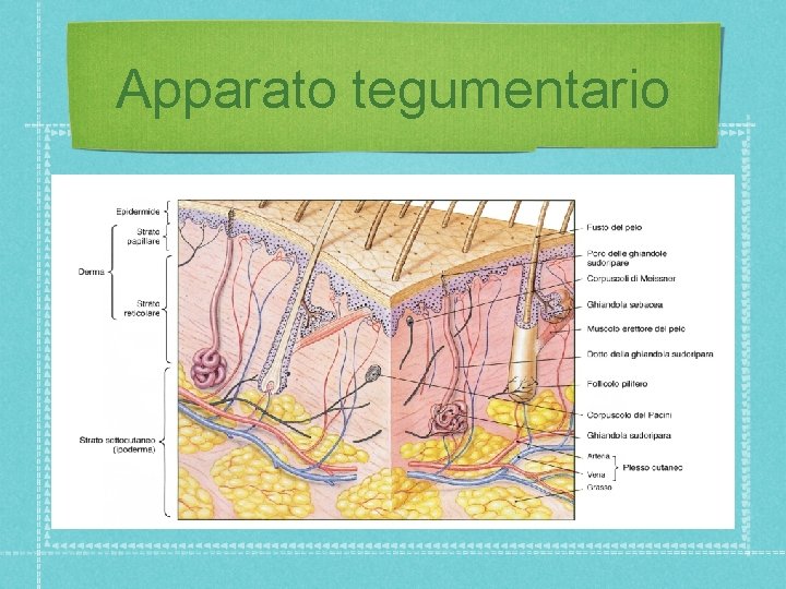 Apparato tegumentario 