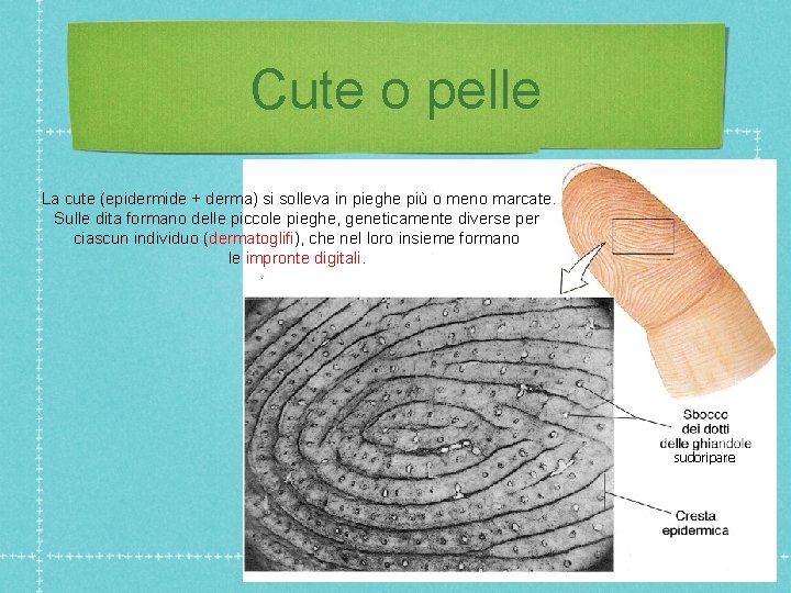 Cute o pelle La cute (epidermide + derma) si solleva in pieghe più o