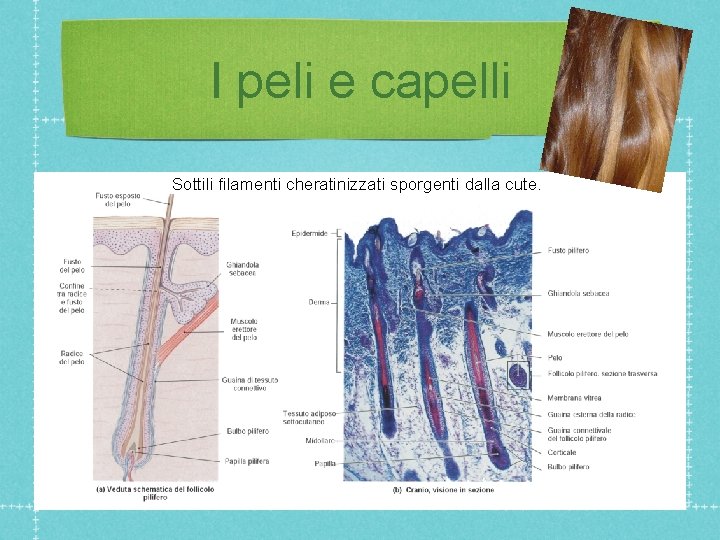 I peli e capelli Sottili filamenti cheratinizzati sporgenti dalla cute. 