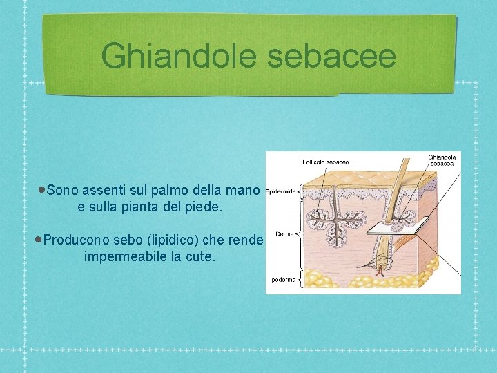 Ghiandole sebacee • Sono assenti sul palmo della mano e sulla pianta del piede.