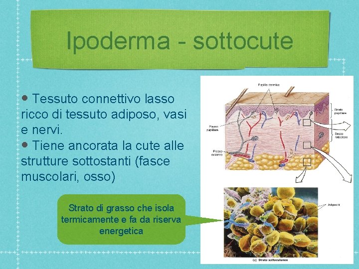 Ipoderma - sottocute • Tessuto connettivo lasso ricco di tessuto adiposo, vasi e nervi.