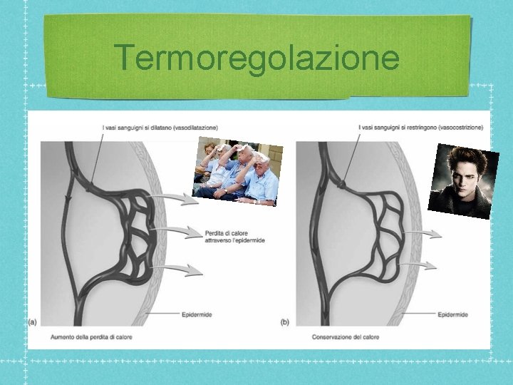 Termoregolazione 