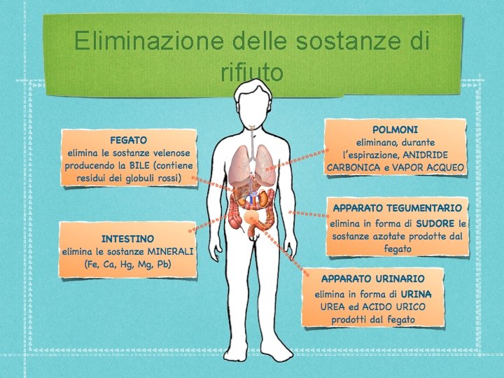 Eliminazione delle sostanze di rifiuto 