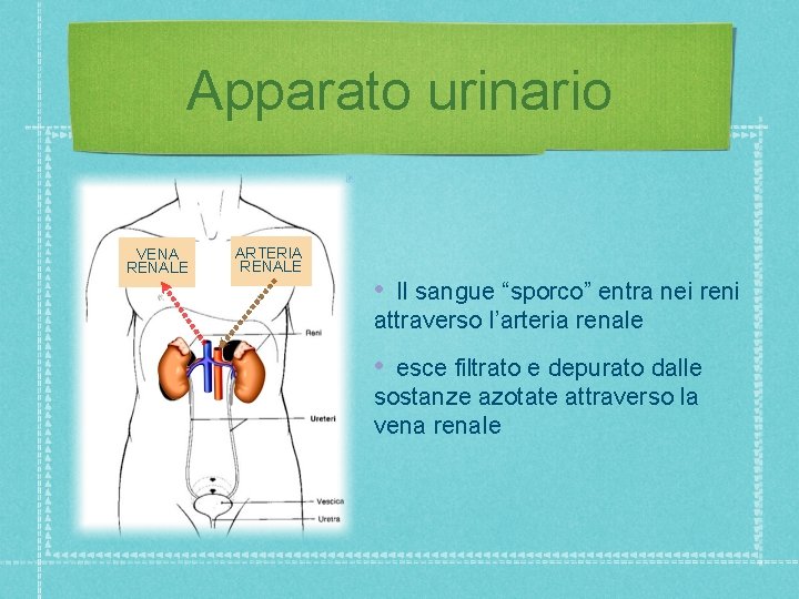 Apparato urinario VENA RENALE ARTERIA RENALE • Il sangue “sporco” entra nei reni attraverso