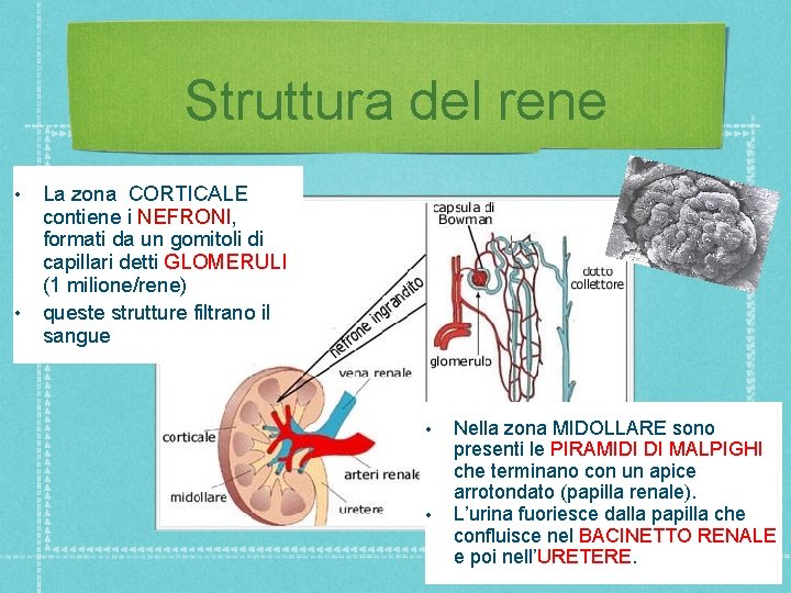 Struttura del rene • • La zona CORTICALE contiene i NEFRONI, formati da un