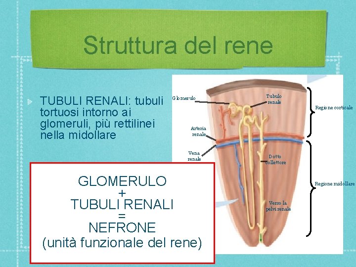 Struttura del rene TUBULI RENALI: tubuli tortuosi intorno ai glomeruli, più rettilinei nella midollare