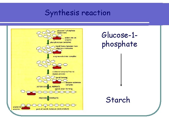 Synthesis reaction Glucose-1 phosphate Starch 