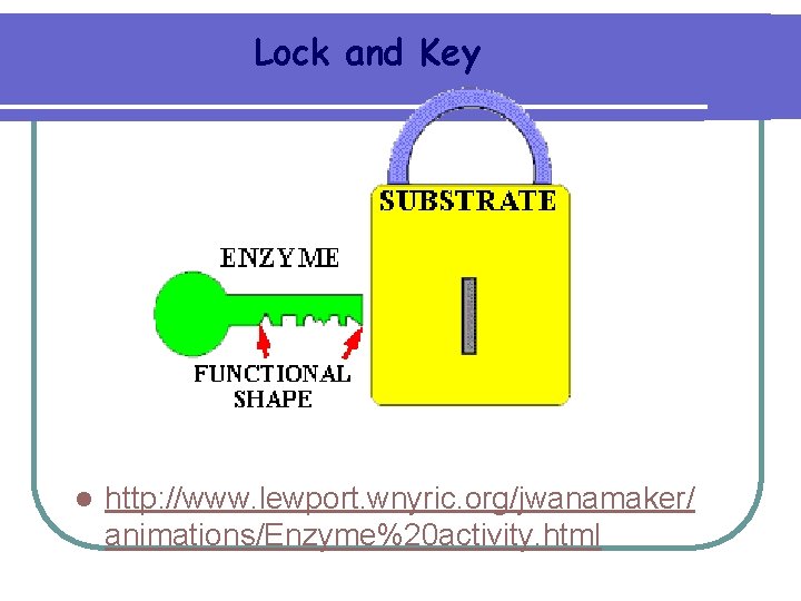 Lock and Key l http: //www. lewport. wnyric. org/jwanamaker/ animations/Enzyme%20 activity. html 