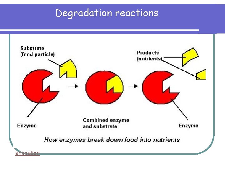 Degradation reactions animation 