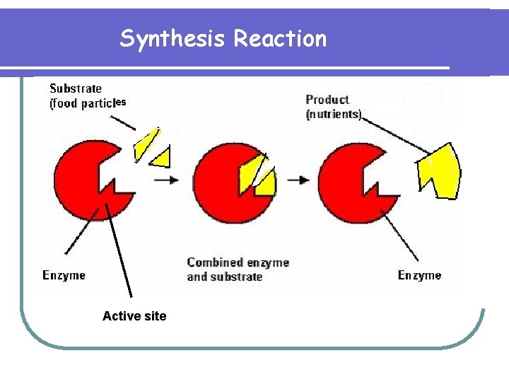 Synthesis Reaction es Active site 