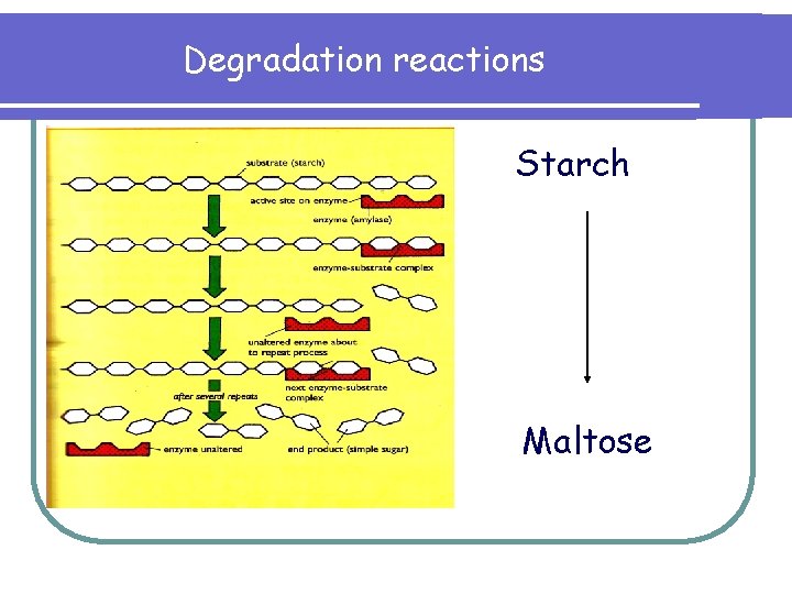 Degradation reactions Starch Maltose 