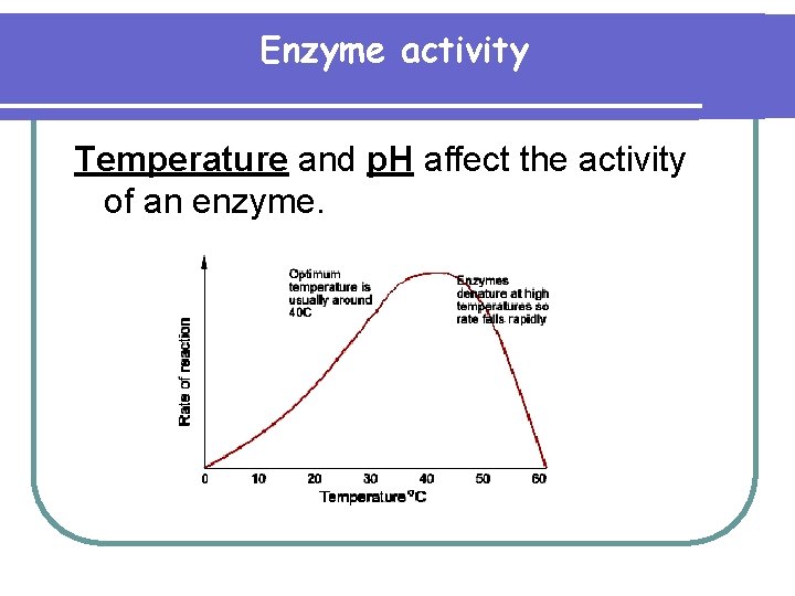 Enzyme activity Temperature and p. H affect the activity of an enzyme. 