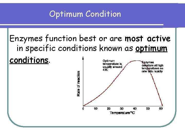 Optimum Condition Enzymes function best or are most active in specific conditions known as