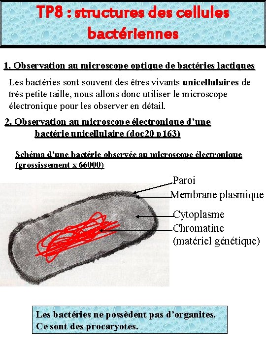 TP 8 : structures des cellules bactériennes 1. Observation au microscope optique de bactéries