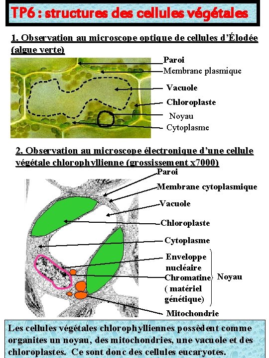 TP 6 : structures des cellules végétales 1. Observation au microscope optique de cellules