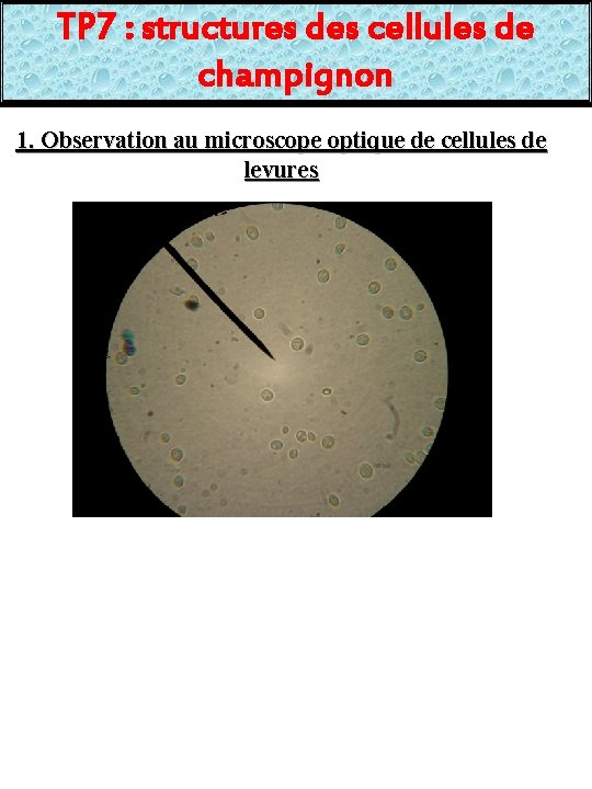 TP 7 : structures des cellules de champignon 1. Observation au microscope optique de