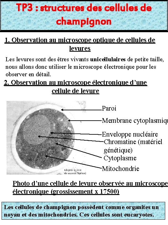 TP 3 : structures des cellules de champignon 1. Observation au microscope optique de