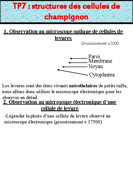 TP 7 : structures des cellules de champignon 1. Observation au microscope optique de