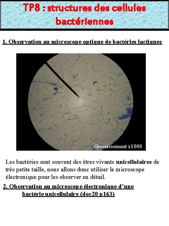 TP 8 : structures des cellules bactériennes 1. Observation au microscope optique de bactéries